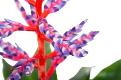 Aechmea Blue Rain - Kokerbromelia - P12 H55 - Roze-Paars - Kamerplant -Groene Tuin Verkoop aechmea blue rain kokerbromelia p12 h55 roze paars 6