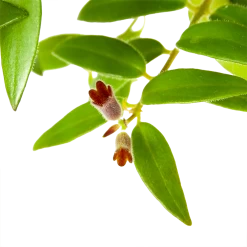 Aeschynanthus Caroline - Lipstickplant - In Hangpot - P15 H25 - Kamerplant -Groene Tuin Verkoop aeschynanthus caroline lipstickplant in hangpot p15 h25 6