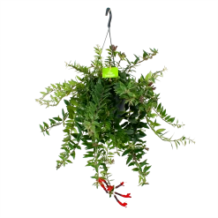 Aeschynanthus Caroline - Lipstickplant - In Hangpot - P17 H40 - Kamerplant