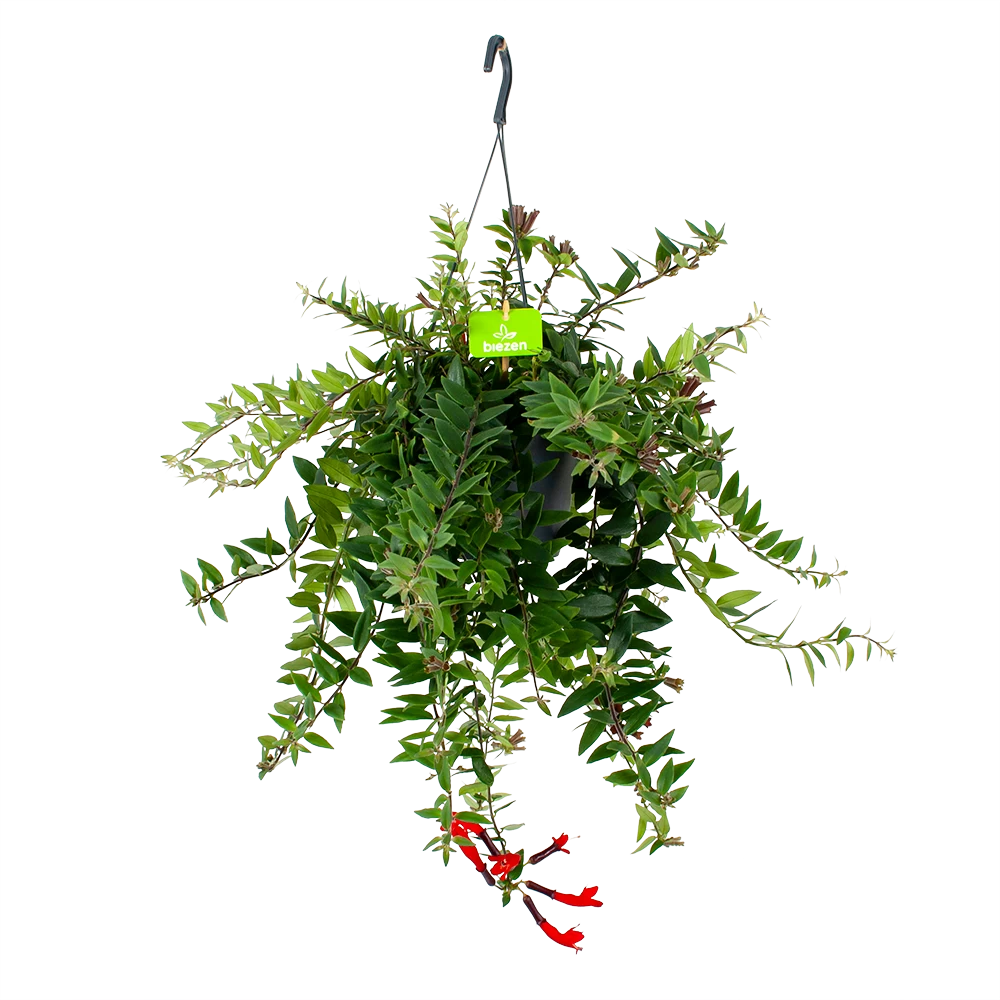 Aeschynanthus Caroline - Lipstickplant - In Hangpot - P17 H40 - Kamerplant 1 Aeschynanthus Caroline - Lipstickplant - In Hangpot - P17 H40 - Kamerplant