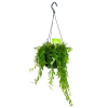 Aeschynanthus Japhrolepis - Lipstickplant - In Hangpot - P15 H20 - Kamerplant