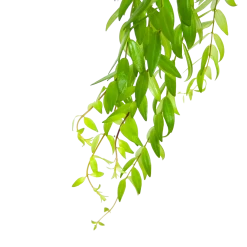 Aeschynanthus Japhrolepis - Lipstickplant - In Hangpot - P15 H20 - Kamerplant -Groene Tuin Verkoop aeschynanthus japhrolepis lipstickplant in hangpot p15 6