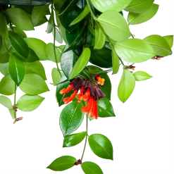 Aeschynanthus Monalisa - Lipstickplant - In Hangpot - P15 H20 - Kamerplant -Groene Tuin Verkoop aeschynanthus monalisa lipstickplant in hangpot p15 5