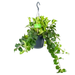 Groene Tuin Verkoop 21 Aeschynanthus Monalisa - Lipstickplant - In Hangpot - P15 H20 - Kamerplant