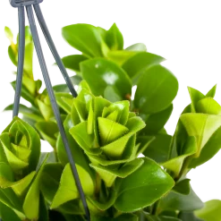 Groene Tuin Verkoop -Groene Tuin Verkoop aeschynanthus monalisa lipstickplant p15 5 12