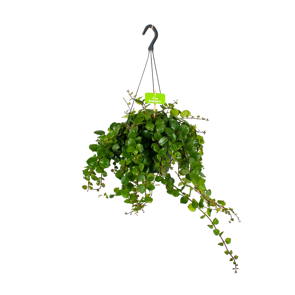 Aeschynanthus Pink Polka - Lipstickplant - In Hangpot - P17 H40 - Kamerplant 1 Aeschynanthus Pink Polka - Lipstickplant - In Hangpot - P17 H40 - Kamerplant