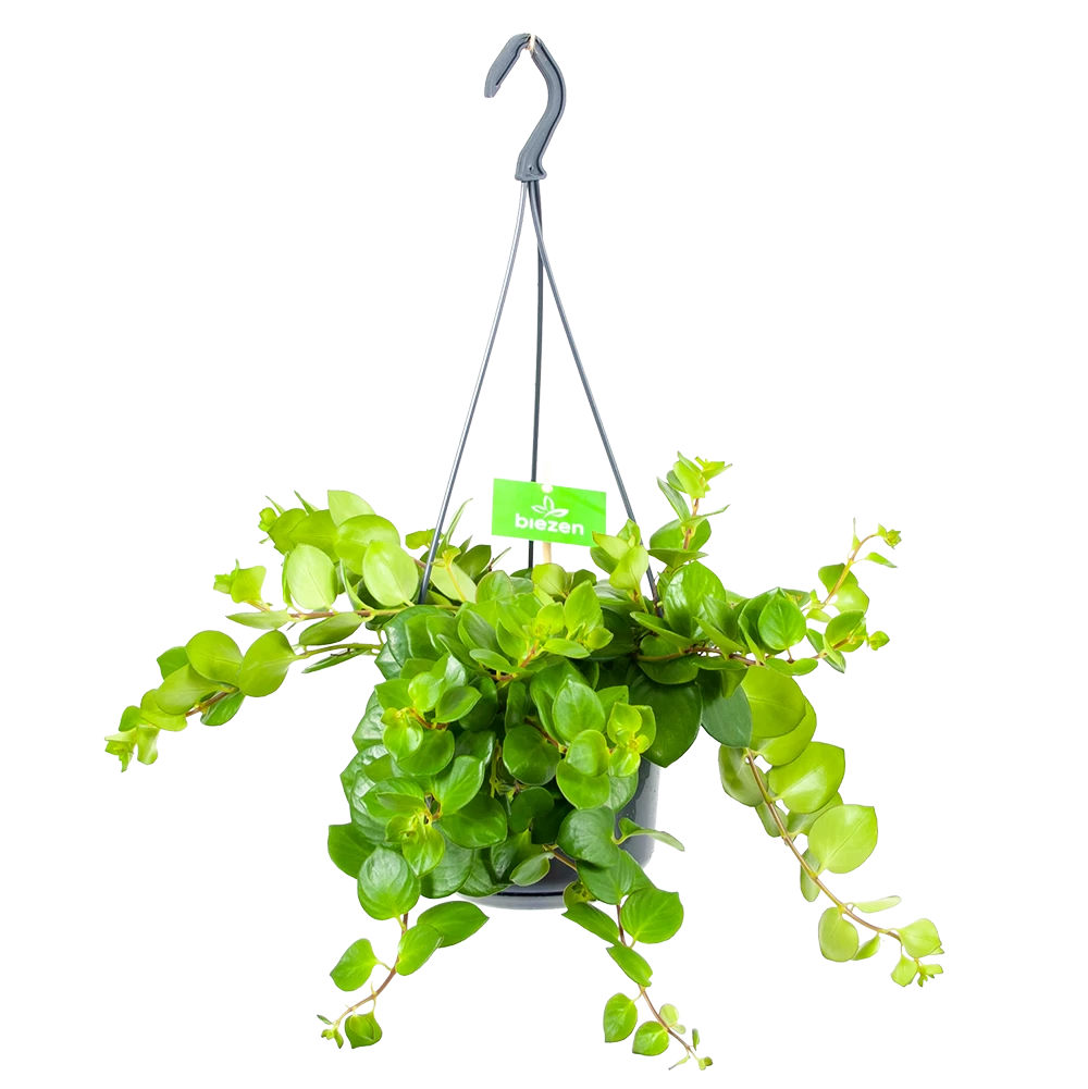 Aeschynanthus Pink Polka - Lipstickplant - In Hangpot - P15 H20 - Kamerplant 1 Aeschynanthus Pink Polka - Lipstickplant - In Hangpot - P15 H20 - Kamerplant