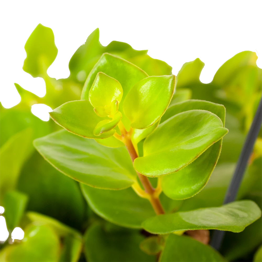 Aeschynanthus Pink Polka - Lipstickplant - In Hangpot - P15 H20 - Kamerplant 2 Aeschynanthus Pink Polka - Lipstickplant - In Hangpot - P15 H20 - Kamerplant - Afbeelding 2