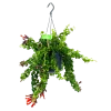 Aeschynanthus Rasta - Lipstickplant - In Hangpot - P15 H20 - Kamerplant