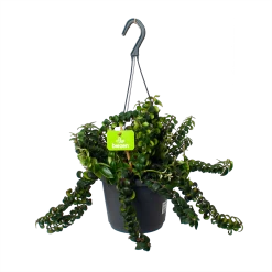 Aeschynanthus Swing - Lipstickplant - In Hangpot - P17 H30 - Kamerplant