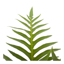 Aglaomorpha Jim - P19 H65 - Kamerplant -Groene Tuin Verkoop aglaomorpha jim p19 h65 3