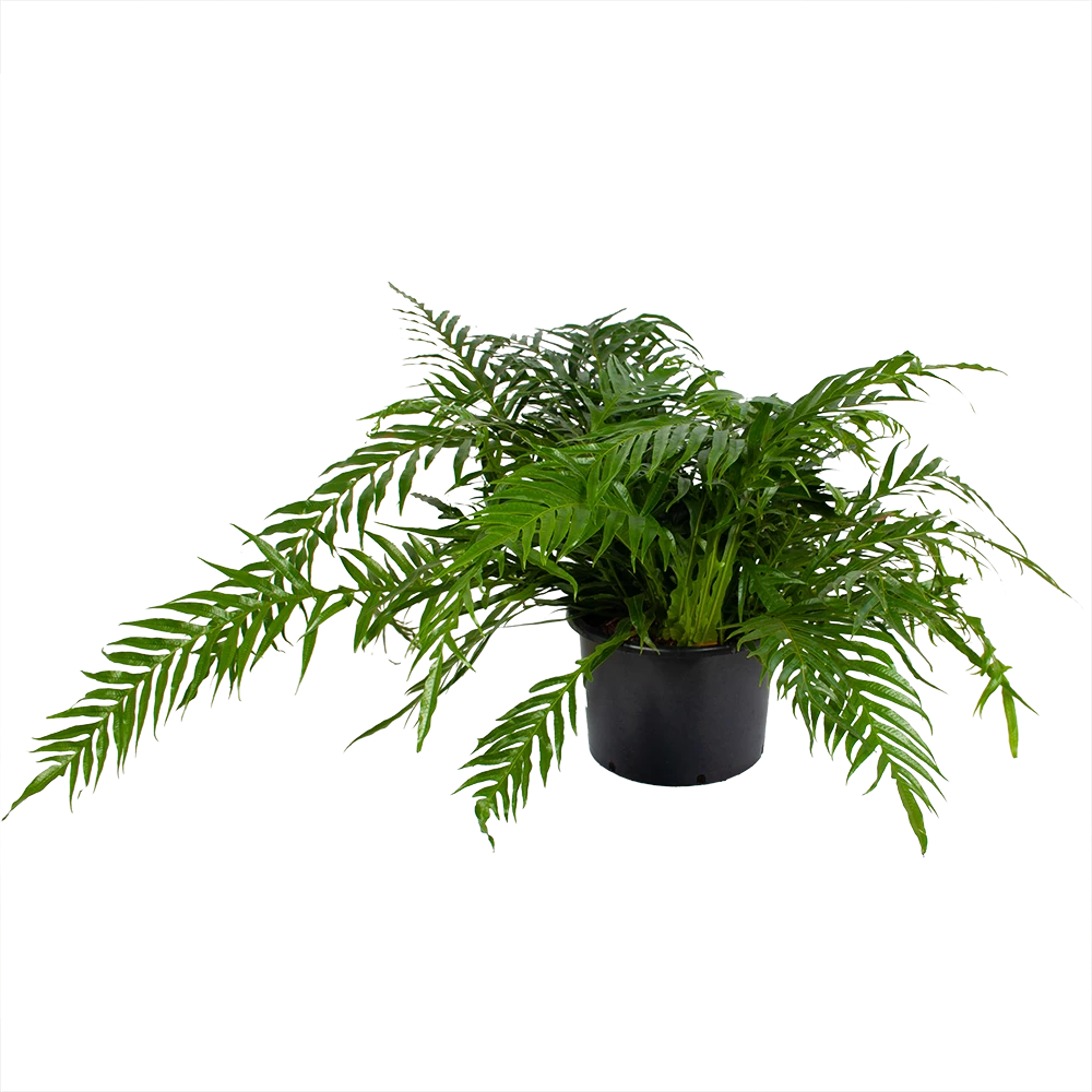 Aglaomorpha Jim - P37 H75 - Kamerplant 1 Aglaomorpha Jim - P37 H75 - Kamerplant