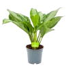 Aglaonema Freedman - P17 H60 - Kamerplant