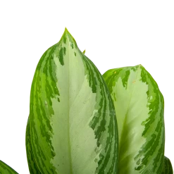 Aglaonema Freedman - P17 H60 - Kamerplant -Groene Tuin Verkoop aglaonema freedman p17 h60 6 1