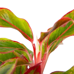Aglaonema Light Star - P19 H35 - Kamerplant -Groene Tuin Verkoop aglaonema light star p19 h35 4
