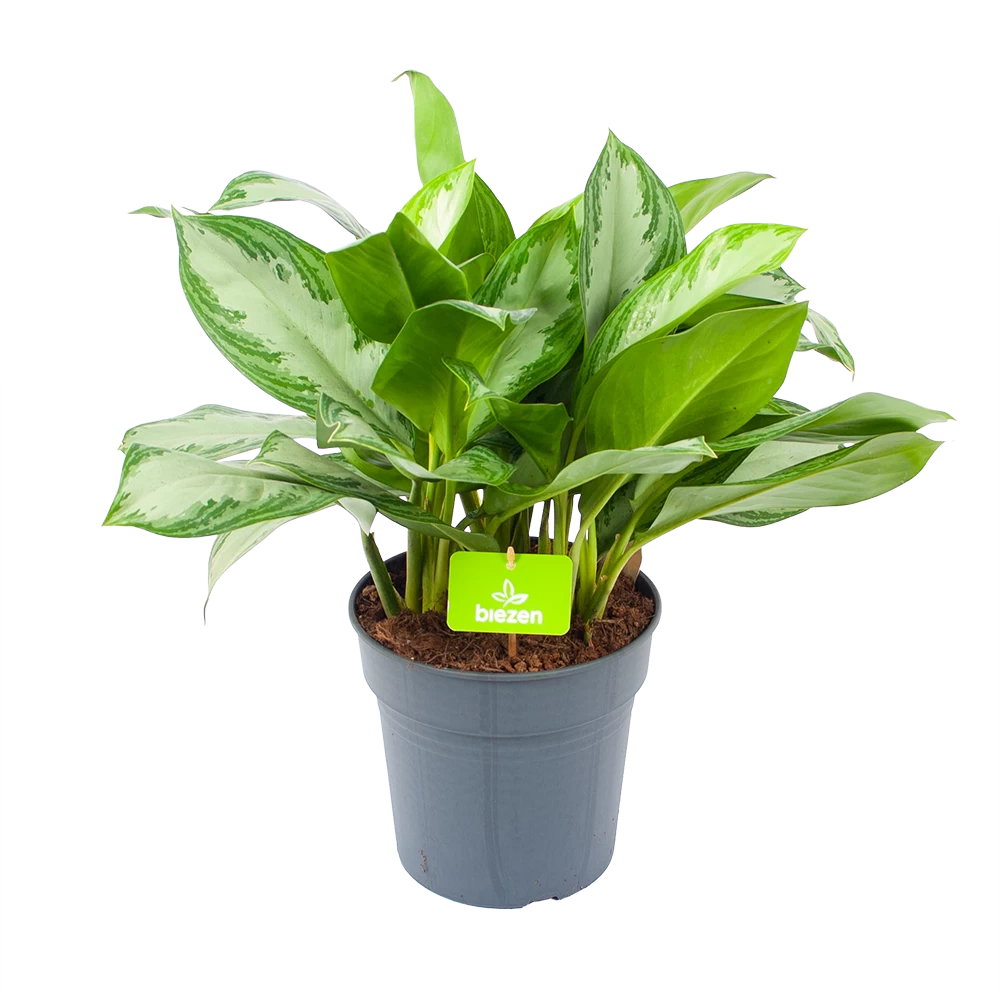 Aglaonema Silver Bay - P24 H60 - Kamerplant 1 Aglaonema Silver Bay - P24 H60 - Kamerplant