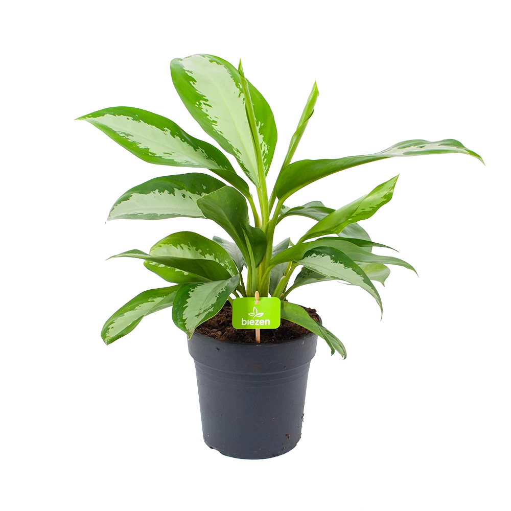 Aglaonema Silver Moon - P19 H50 - Kamerplant 1 Aglaonema Silver Moon - P19 H50 - Kamerplant