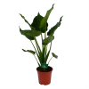 Alocasia Cucullata - Olifantsoor - P21 H90 - Kamerplant