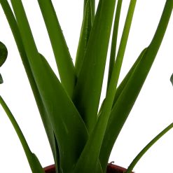 Alocasia Cucullata - Olifantsoor - P21 H90 - Kamerplant -Groene Tuin Verkoop alocasia cucullata olifantsoor p21 h90 4