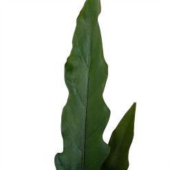 Alocasia Lauterbachiana - Olifantsoor - P19 H70 - Kamerplant -Groene Tuin Verkoop alocasia lauterbachiana olifantsoor p19 h70 4