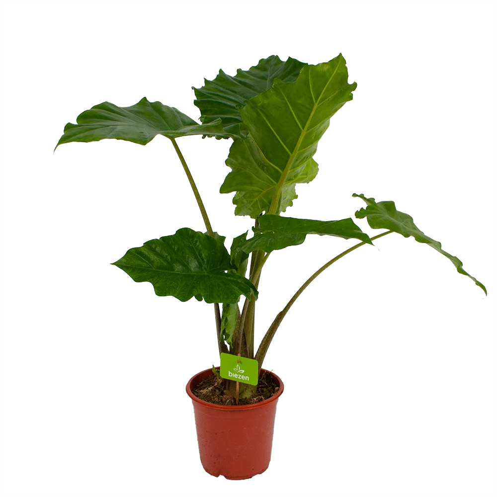 Alocasia Portodora - Olifantsoor - P21 H90 - Kamerplant 1 Alocasia Portodora - Olifantsoor - P21 H90 - Kamerplant