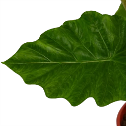 Alocasia Portodora - Olifantsoor - P21 H90 - Kamerplant 6 Alocasia Portodora - Olifantsoor - P21 H90 - Kamerplant -Groene Tuin Verkoop alocasia portodora olifantsoor p21 h90 4