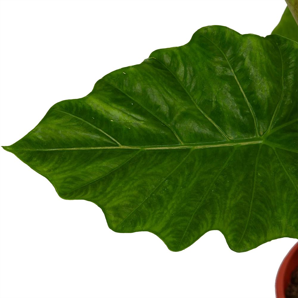 Alocasia Portodora - Olifantsoor - P21 H90 - Kamerplant 3 Alocasia Portodora - Olifantsoor - P21 H90 - Kamerplant - Afbeelding 3