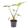Alocasia Zebrina - Olifantsoor - P14 H40 - Kamerplant