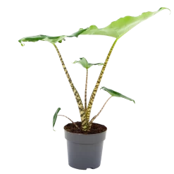 Alocasia Zebrina - Olifantsoor - P14 H40 - Kamerplant