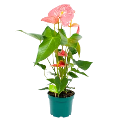 Groene Tuin Verkoop 12 Anthurium Andreanum - Flamingoplant - P17 H70 Roze - Kamerplant