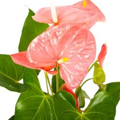 Groene Tuin Verkoop -Groene Tuin Verkoop anthurium andreanum flamingoplant p17 h70 roze 5 1