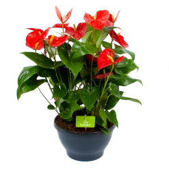Groene Tuin Verkoop 10 Anthurium Andreanum - Flamingoplant - P30 H80 Rood - Kamerplant