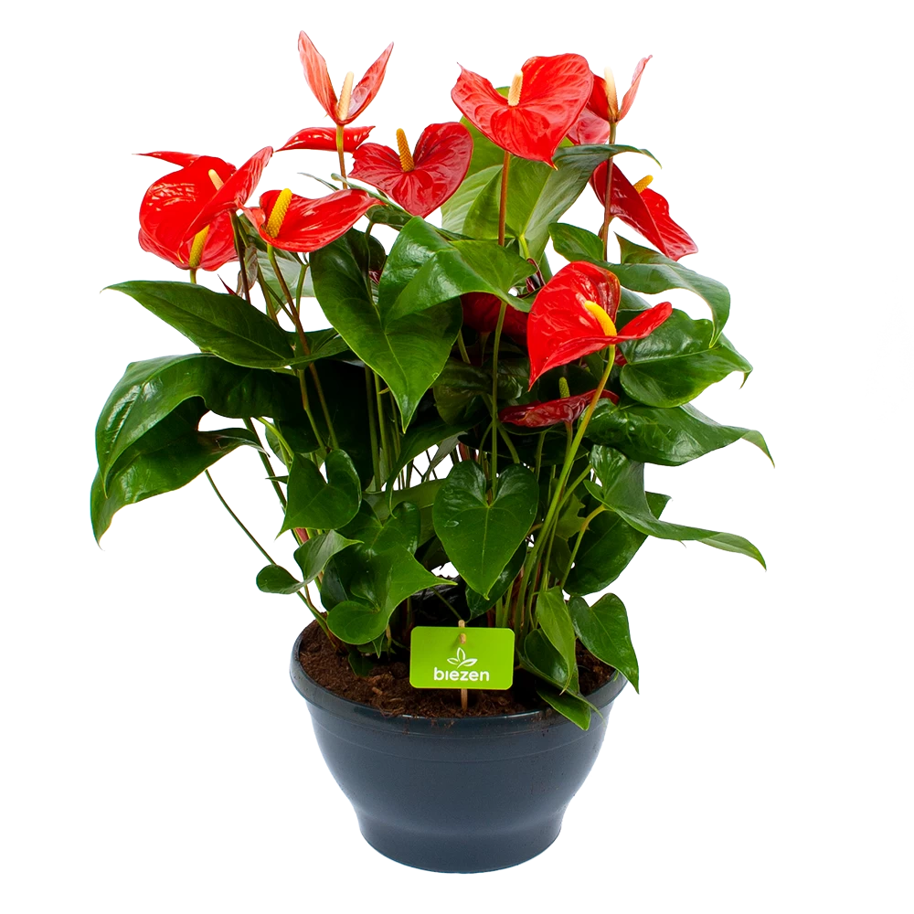 Anthurium Andreanum - Flamingoplant - P30 H80 Rood - Kamerplant 1 Anthurium Andreanum - Flamingoplant - P30 H80 Rood - Kamerplant