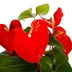 Groene Tuin Verkoop -Groene Tuin Verkoop anthurium andreanum flamingoplant p30 h80 rood 5 1