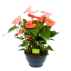 Anthurium Andreanum - Flamingoplant - P30 H80 Roze - Kamerplant