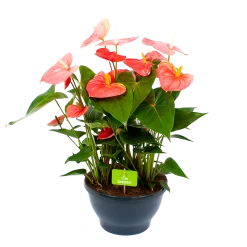Groene Tuin Verkoop 4 Anthurium Andreanum - Flamingoplant - P30 H80 Roze - Kamerplant