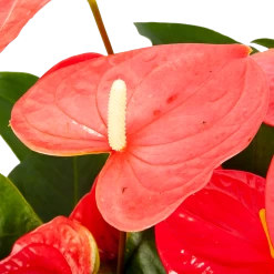 Groene Tuin Verkoop -Groene Tuin Verkoop anthurium andreanum flamingoplant p30 h80 roze 5 1