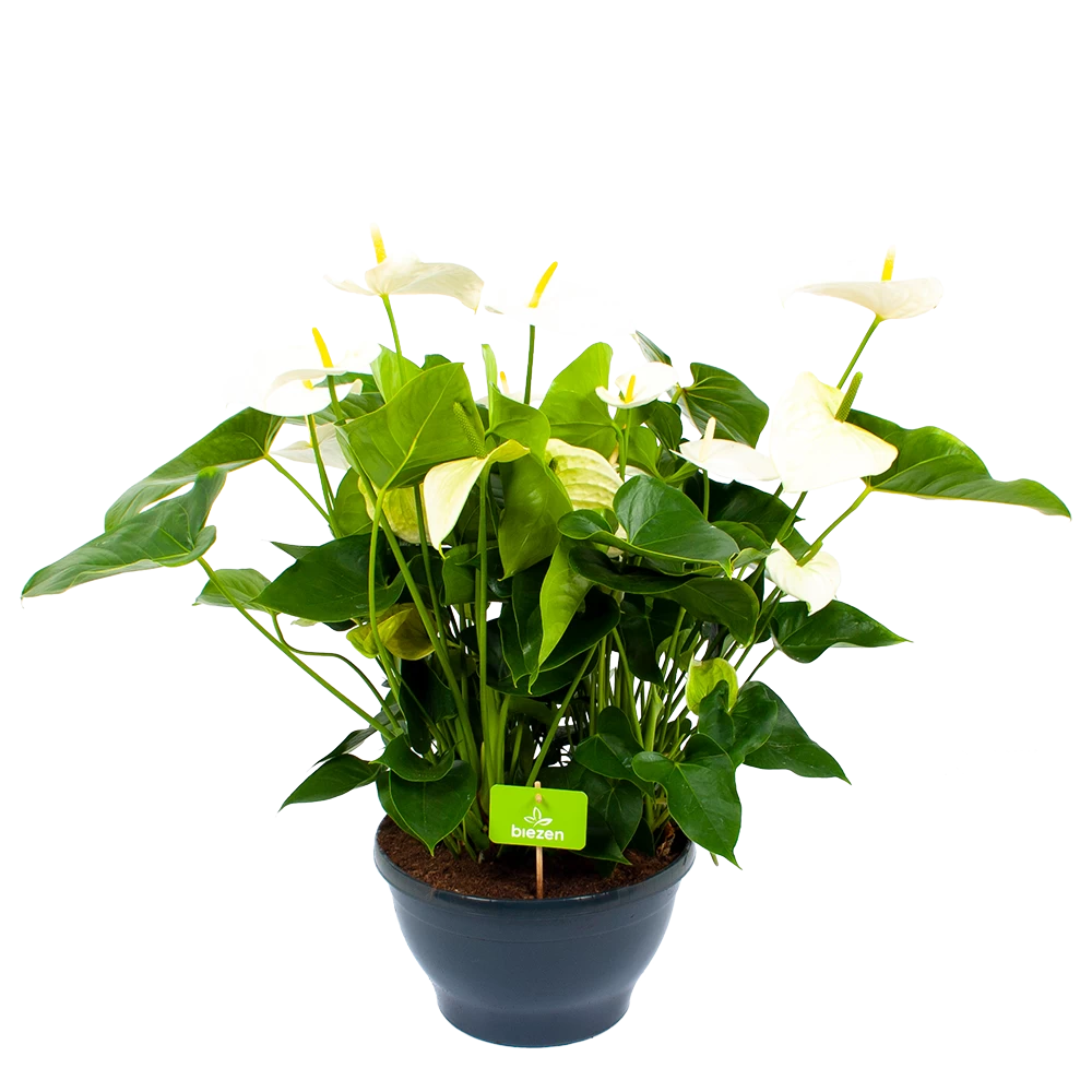 Anthurium Andreanum - Flamingoplant - P30 H80 Wit - Kamerplant 1 Anthurium Andreanum - Flamingoplant - P30 H80 Wit - Kamerplant