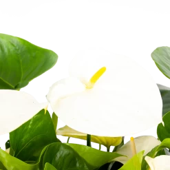 Groene Tuin Verkoop -Groene Tuin Verkoop anthurium andreanum flamingoplant p30 h80 wit 5 1
