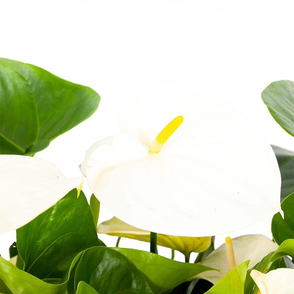 Anthurium Andreanum - Flamingoplant - P30 H80 Wit - Kamerplant 2 Anthurium Andreanum - Flamingoplant - P30 H80 Wit - Kamerplant - Afbeelding 2