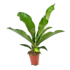 Anthurium Brownii Arrow - P15 H60 - Kamerplant