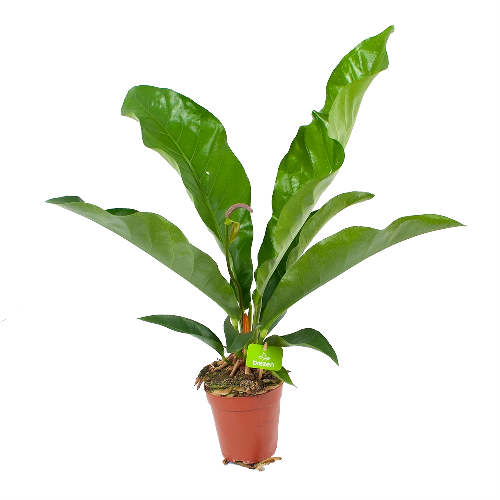 Anthurium Brownii Arrow - P15 H60 - Kamerplant 1 Anthurium Brownii Arrow - P15 H60 - Kamerplant