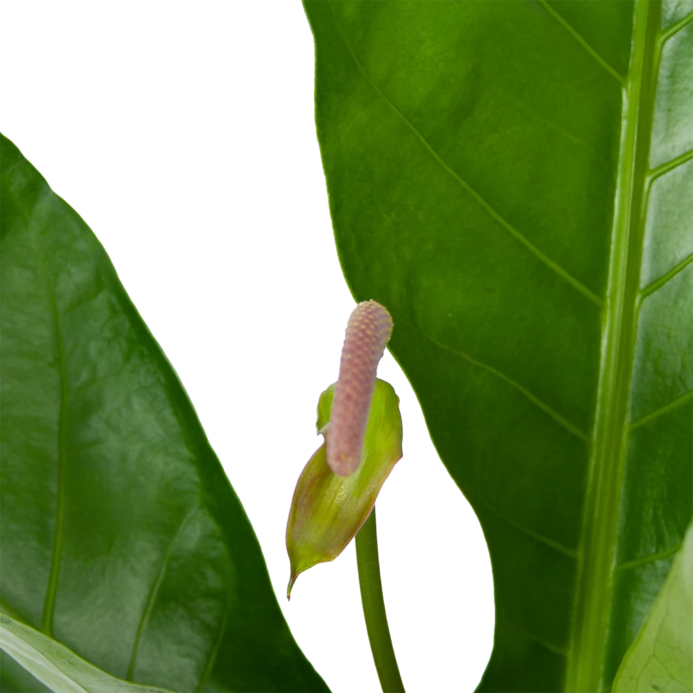 Anthurium Brownii Arrow - P15 H60 - Kamerplant 2 Anthurium Brownii Arrow - P15 H60 - Kamerplant - Afbeelding 2
