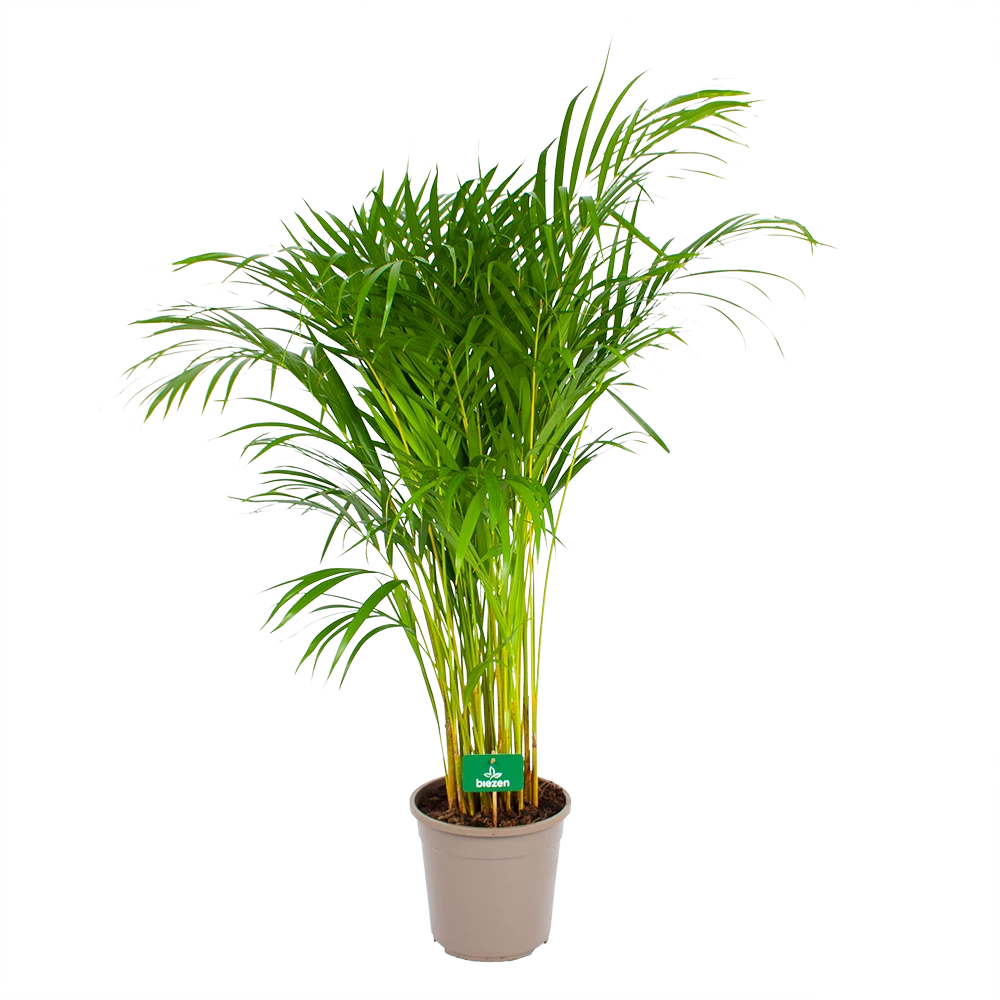 Areca - Goudpalm - P24 H120 - Kamerplant 2 Areca - Goudpalm - P24 H120 - Kamerplant - Afbeelding 2