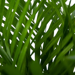 Areca - Goudpalm - P24 H120 - Kamerplant 7 Areca - Goudpalm - P24 H120 - Kamerplant -Groene Tuin Verkoop areca goudpalm p24 h120 5