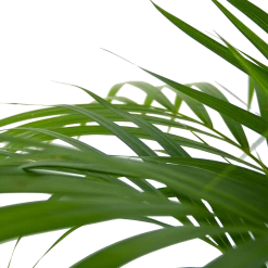 Areca - Goudpalm - P24 H120 - Kamerplant 8 Areca - Goudpalm - P24 H120 - Kamerplant -Groene Tuin Verkoop areca goudpalm p24 h120 6