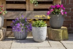 Bloempot Arkansas Egg Washed - D39 X H38cm - Lichtgrijs 5 Bloempot Arkansas Egg Washed - D39 X H38cm - Lichtgrijs -Groene Tuin Verkoop arkansas egg pot washed grey d39h38 bloempot 7 9