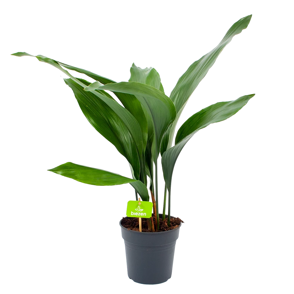 Aspidistra Elatior - Kwartjesplant - P15 H60 - Kamerplant 1 Aspidistra Elatior - Kwartjesplant - P15 H60 - Kamerplant