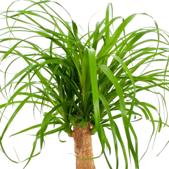 Beaucarnea Recurvata - Op Stam - Olifantenpoot - P21 H60 - Kamerplant -Groene Tuin Verkoop beaucarnea recurvata op stam olifantenpoot p21 h60 6 1