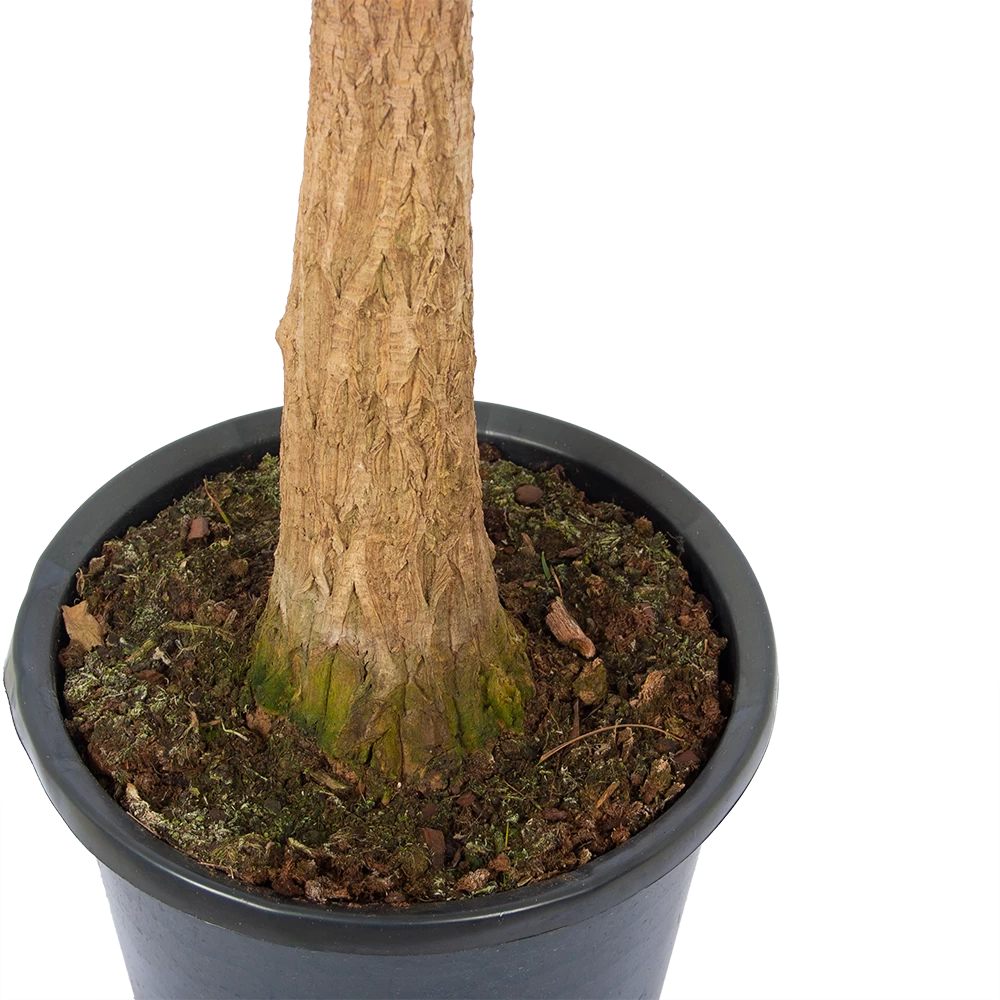 Beaucarnea Recurvata - Op Stam - Olifantenpoot - P32 H130 - Kamerplant 2 Beaucarnea Recurvata - Op Stam - Olifantenpoot - P32 H130 - Kamerplant - Afbeelding 2